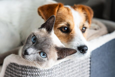PET Cani e Gatti