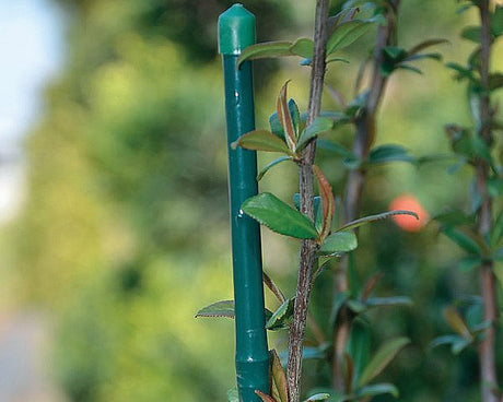 Tralicci per giardini