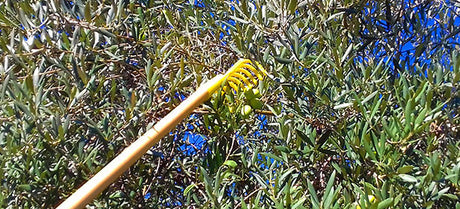 Rastrelli per olive